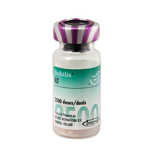 لارنگوتراکئیت عفونی Nobilis ILT