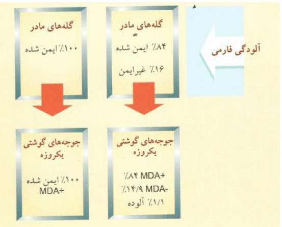 کم خونی عفونی جوجه ها CAV P4