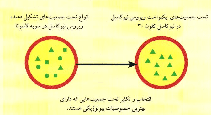 نیوکاسل کلون 30