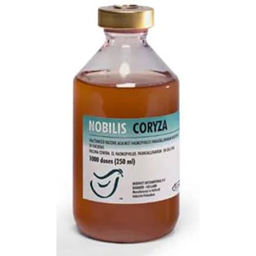 کوریزای عفونی Nobilis Coryza