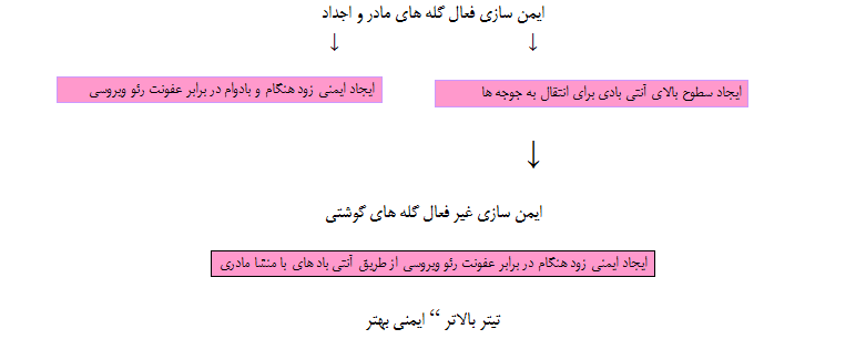 رئو زنده 1133